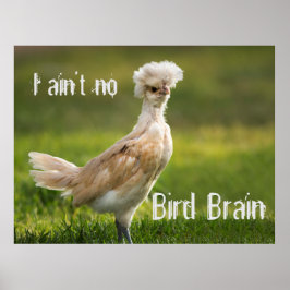 Bird Brain Funny Chicken Poster
