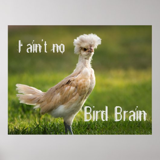 Bird Brain Funny Chicken Poster (Voorkant)