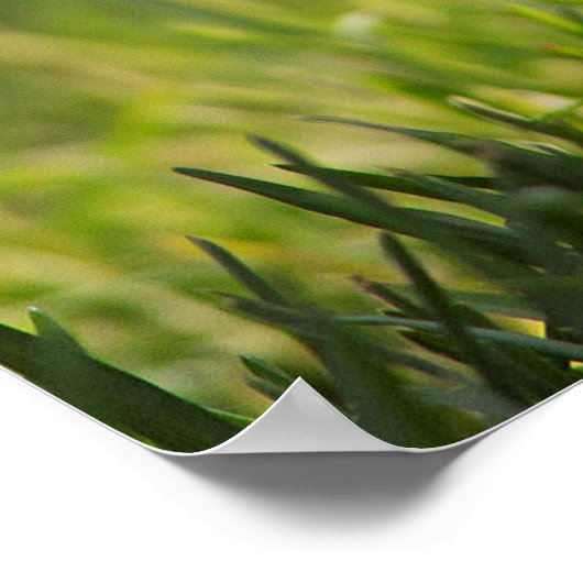 Bird Brain Funny Chicken Poster (Hoek)