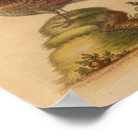  Bird Brown Butterflies Geel Afdruk Poster (Hoek)