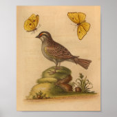 Bird Brown Butterflies Geel Afdruk Poster (Voorkant)