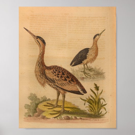 Bird Brown gevederde print (Voorkant)