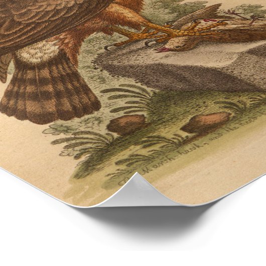  Bird Brown Hawk Print (Hoek)