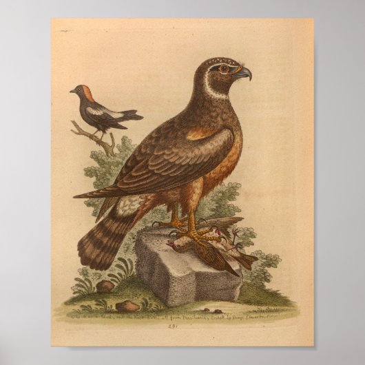 Bird Brown Hawk Print (Voorkant)