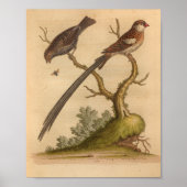 Bird Brown Long Tail Print (Voorkant)
