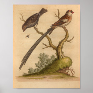  Bird Brown Long Tail Print