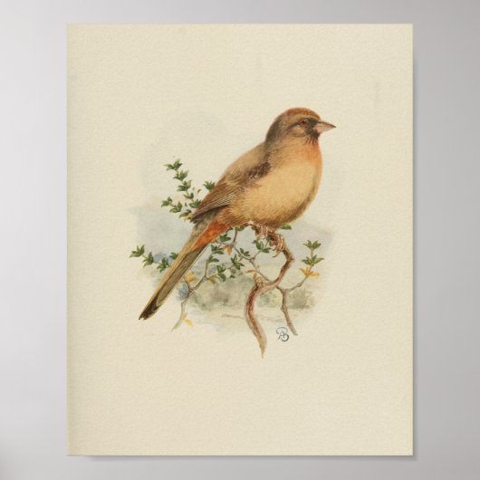  Bird Brown Print (Voorkant)