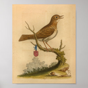 Bird Brown SpKreukdruk Poster