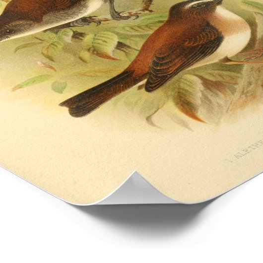 Bird Brown White Print (Hoek)