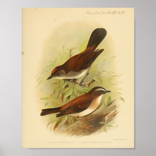 Bird Brown White Print (Voorkant)
