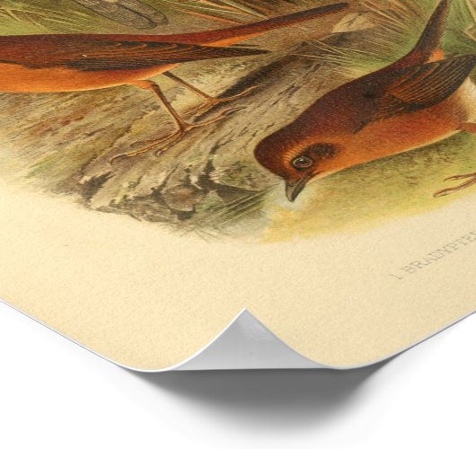 Bird Brown White Print (Hoek)