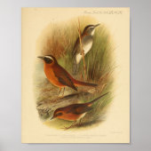 Bird Brown White Print (Voorkant)
