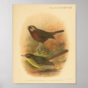 Bird Brown Yellow Print