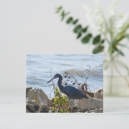 Bird By the Bay Little Blue Heron Safety Harbour Briefkaart (Staand voorkant)