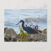 Bird By the Bay Little Blue Heron Safety Harbour Briefkaart (Voorkant)