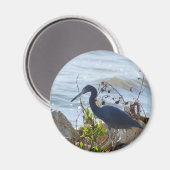 Bird By the Bay Little Blue Heron Safety Harbour Magneet (Voorkant / Achterkant)