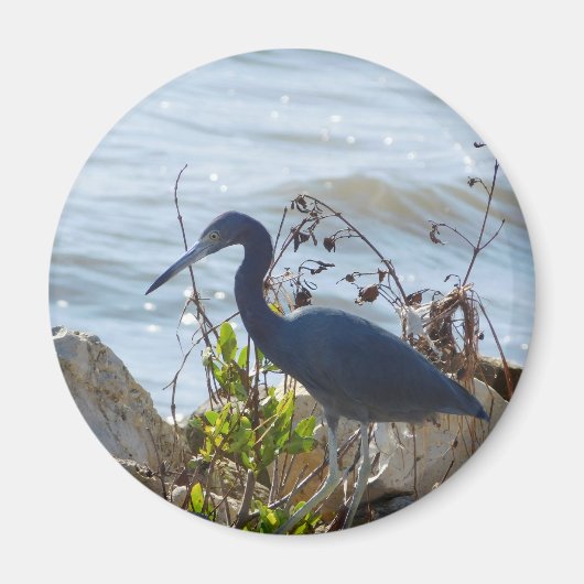 Bird By the Bay Little Blue Heron Safety Harbour Magneet (Voorkant)
