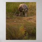 Bird Caught Crab Poster (Voorkant)