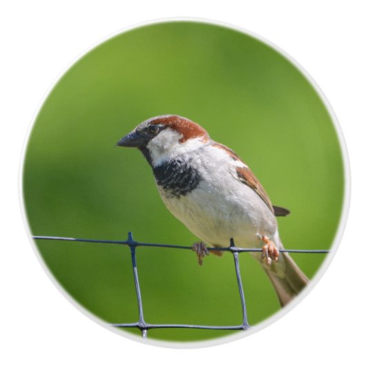 Bird Ceramic Knob. Keramische Knop (Voorkant)