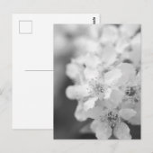 Bird cherry bloesems in zwart-wit briefkaart (Voorkant / Achterkant)