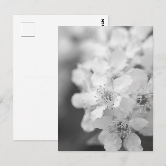 Bird cherry bloesems in zwart-wit briefkaart (Voorkant / Achterkant)