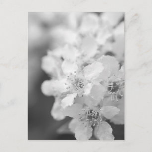 Bird cherry bloesems in zwart-wit briefkaart