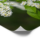 Bird Cherry Tree Blossom Flowers Green White Poster (Hoek)