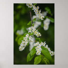Bird Cherry Tree Blossom Flowers Green White Poster