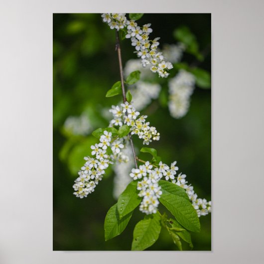 Bird Cherry Tree Blossom Flowers Green White Poster (Voorkant)