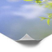 Bird Cherry Tree Blossom Flowers Sky Poster (Hoek)