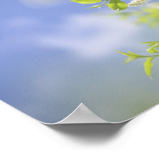 Bird Cherry Tree Blossom Flowers Sky Poster (Hoek)
