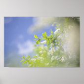 Bird Cherry Tree Blossom Flowers Sky Poster (Voorkant)