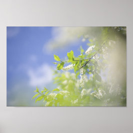 Bird Cherry Tree Blossom Flowers Sky Poster