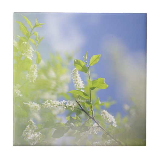 Bird Cherry Tree Blossom Flowers Sky Tegeltje (Voorkant)