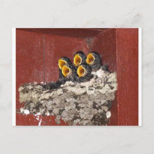 Bird Choir Briefkaart