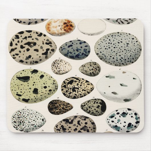  Bird Egg Illustration Muismat (Voorkant)