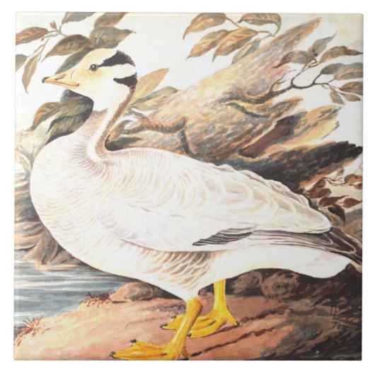  Bird Elizabeth Gwillim Bar-kopgans Tegeltje (Voorkant)