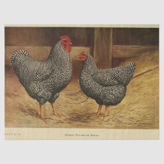 Bird Ephemera Decoupage  Haan Hen Barn Tissuepapier (Voorkant)