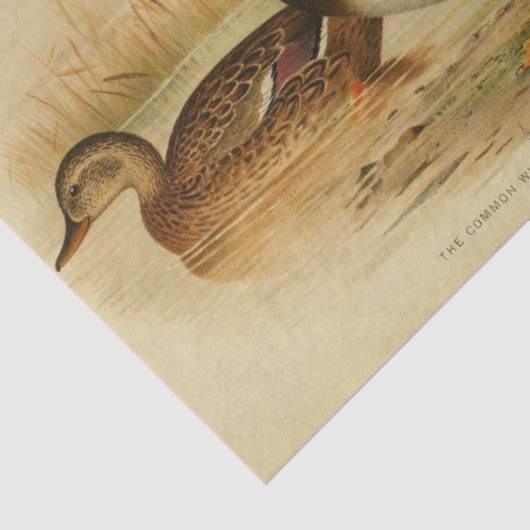 Bird Ephemera Decoupage Mallard Duck  Tissuepapier (Detail)