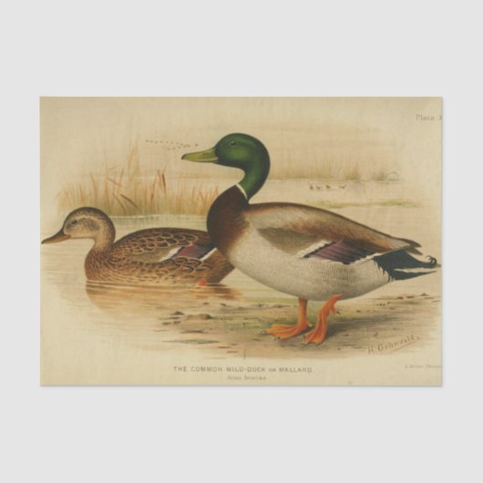 Bird Ephemera Decoupage Mallard Duck  Tissuepapier (Voorkant)