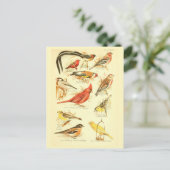 Bird Ephemera ontkoppeling Kardinaal  Kunst Briefkaart (Staand voorkant)
