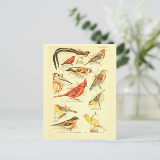 Bird Ephemera ontkoppeling Kardinaal  Kunst Briefkaart (Staand voorkant)