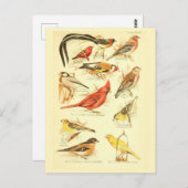Bird Ephemera ontkoppeling Kardinaal  Kunst Briefkaart (Voorkant / Achterkant)