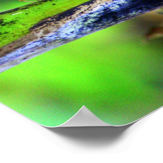 Bird Eye Butterfly Poster (Hoek)