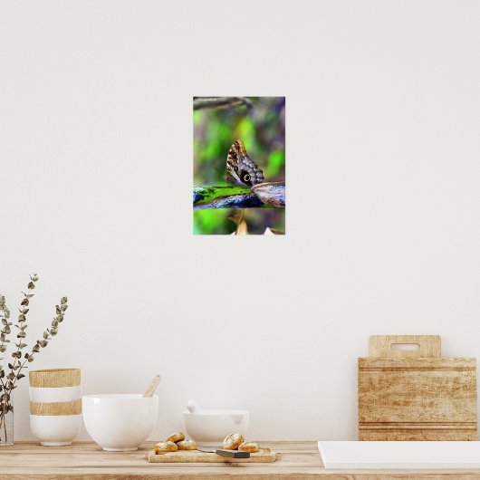 Bird Eye Butterfly Poster (Keuken)