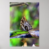 Bird Eye Butterfly Poster (Voorkant)