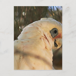 Bird Eyes Briefkaart