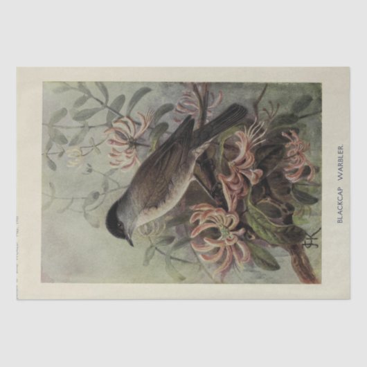 Bird Floral Ephemera Decoupage  Warbler Tissuepapier (Voorkant)