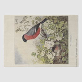 Bird Floral Ephemera ontkoppeling Vintage Finch Tissuepapier
