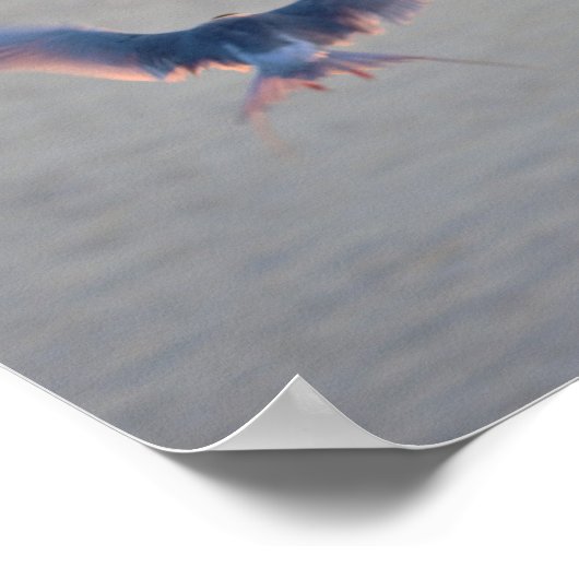 Bird Flying Foto Poster (Hoek)